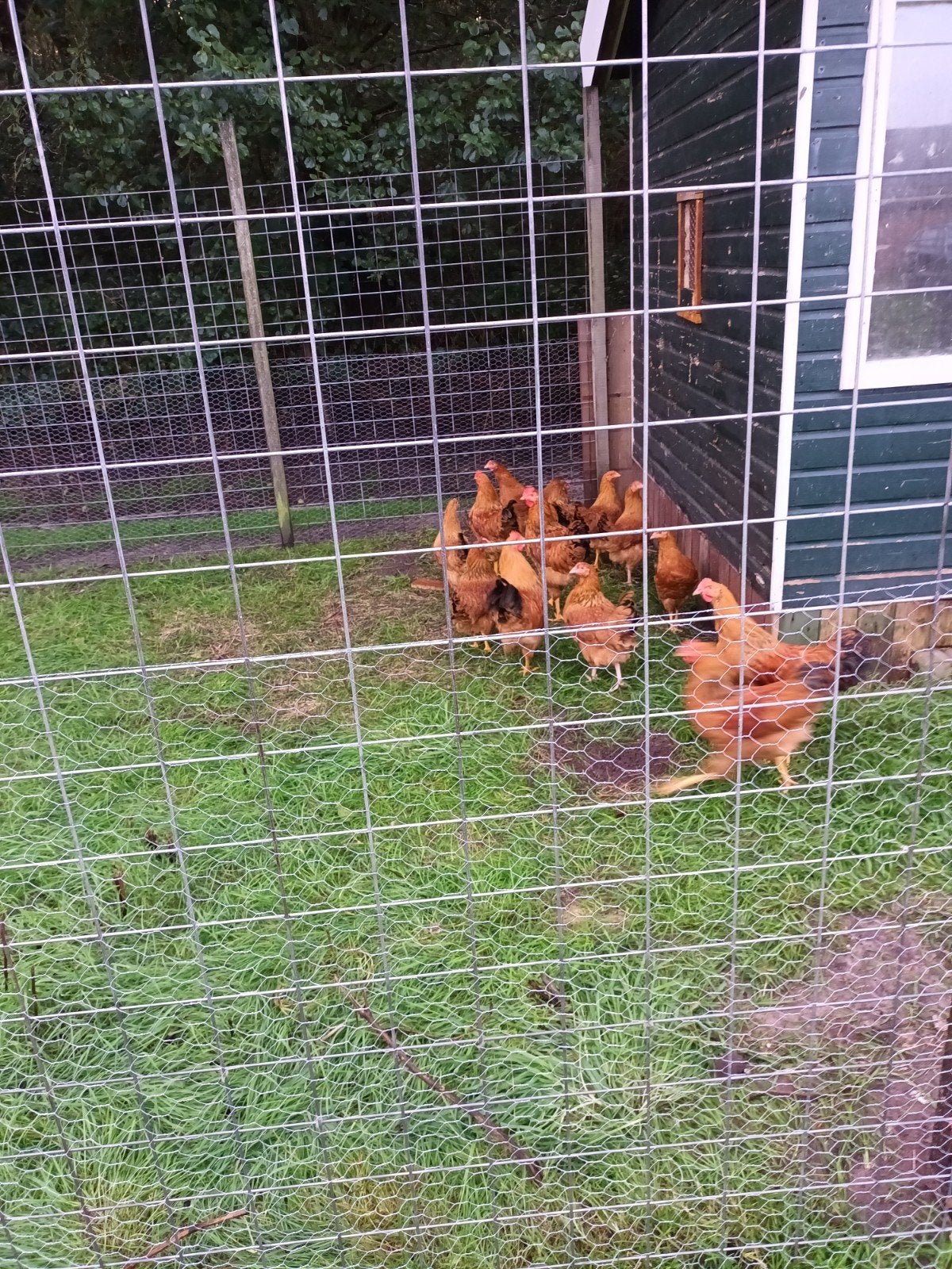 newhamshir hanen, Dieren en Toebehoren