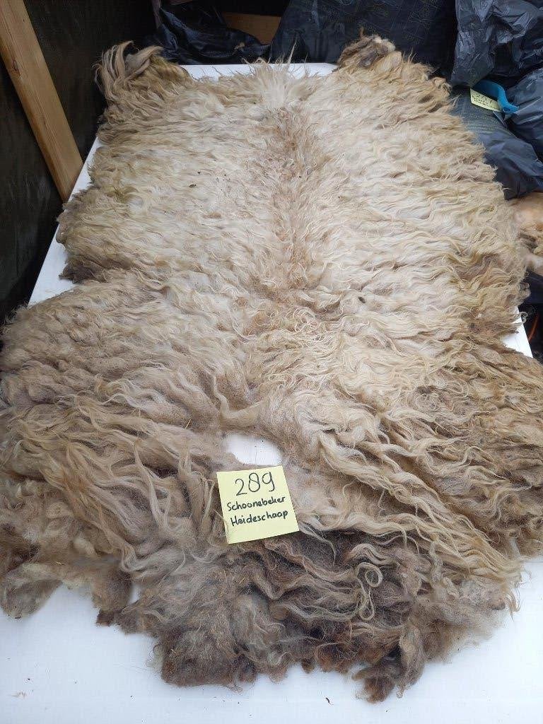 nr 289 Geschoren vacht van een Schoonebeker Heideschaap, Ophalen of Verzenden, Nieuw