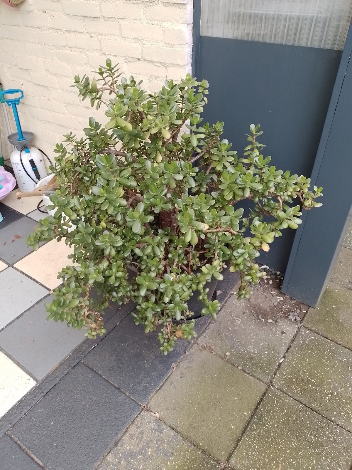 plant, Huis en Inrichting, Ophalen, Halfschaduw, Minder dan 100 cm