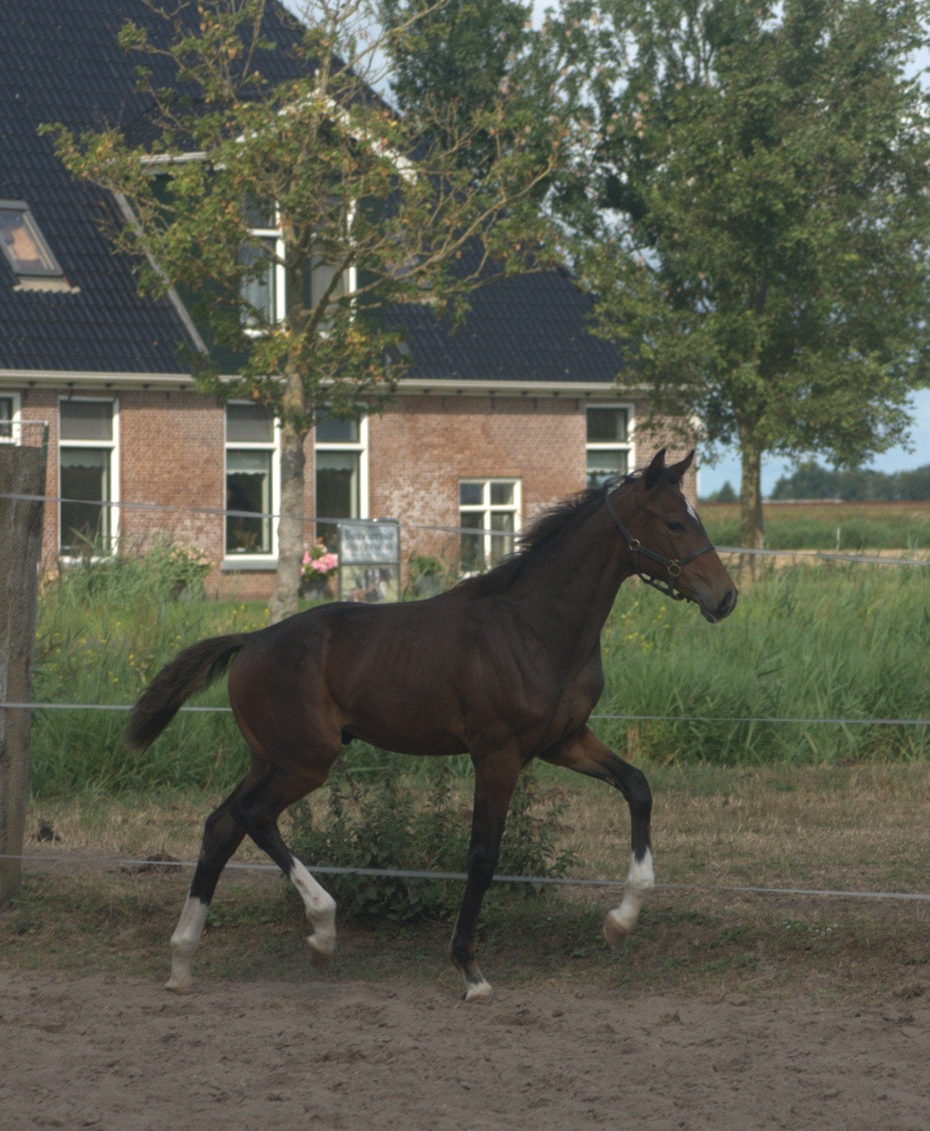 ⚜️️Talent vol hengstveulen!️⚜️, Minder dan 160 cm, Met stamboom, Niet van toepassing, Dressuurpaard