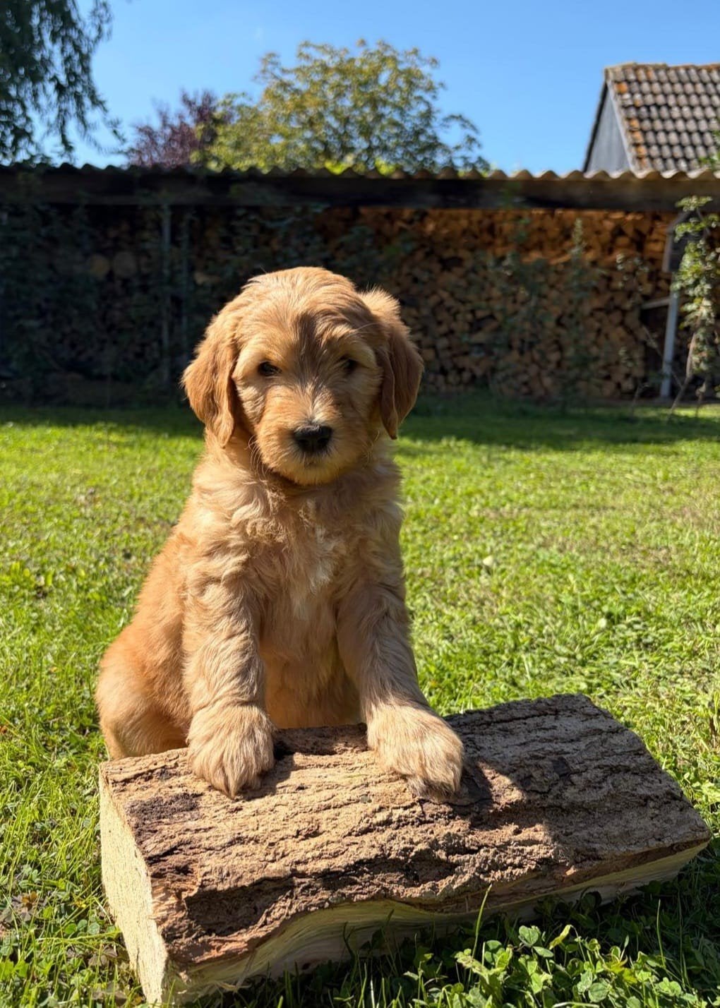nog 2 knappe Labradoodle pups beschikbaar, nu 8 weken oud., Dieren en Toebehoren, Honden | Retrievers, Spaniëls en Waterhonden