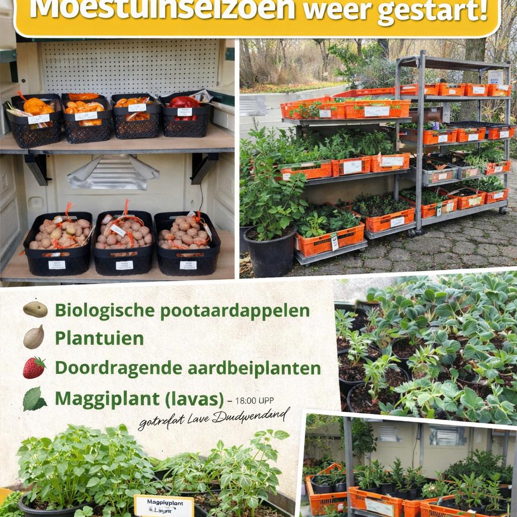 Moestuinplanten, Plantuien, Pootaardappels en vaste planten, Tuin en Terras, Planten | Tuinplanten, Vaste plant, Overige soorten