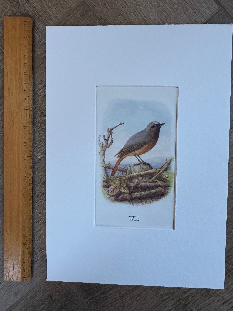 1901 - litho - gewone roodstaart / redstart - P0666-22, Ophalen of Verzenden, Overige technieken, 1900 - 1949