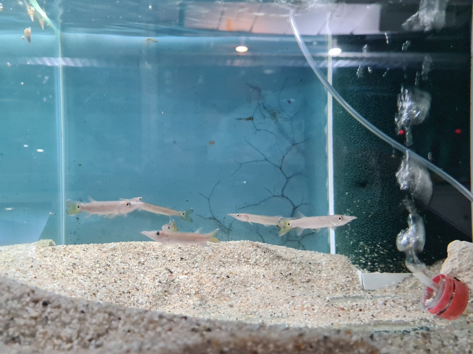 Hujeta Snoek, Ctenolucius Hujeta, Dieren en Toebehoren, Vissen | Aquariumvissen, Zoetwatervis, Vis