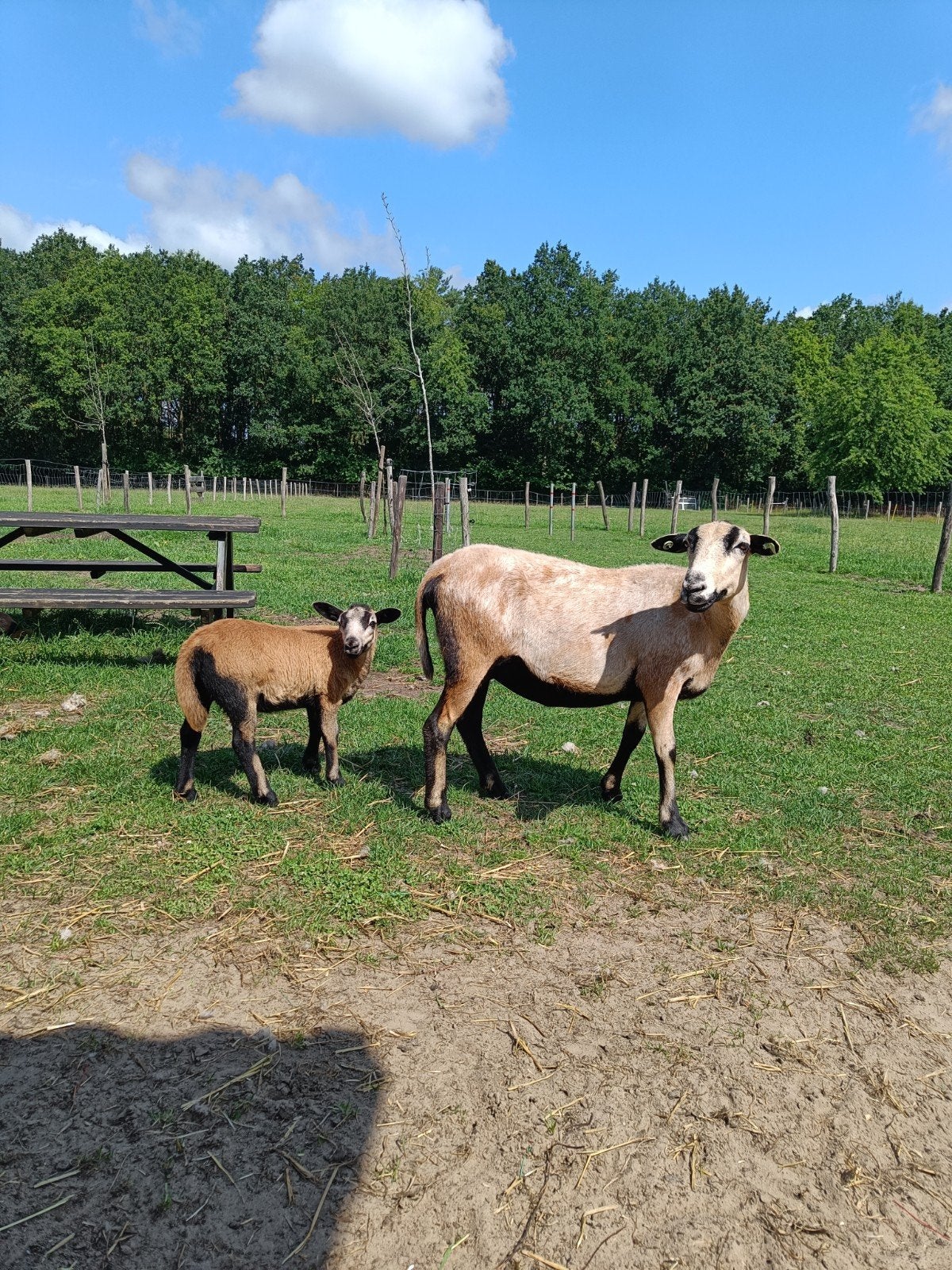 Maasduinschapen, Dieren en Toebehoren, Vrouwelijk, Schaap