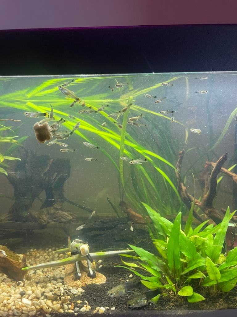 Guppies wij zijn met teveel, Vis