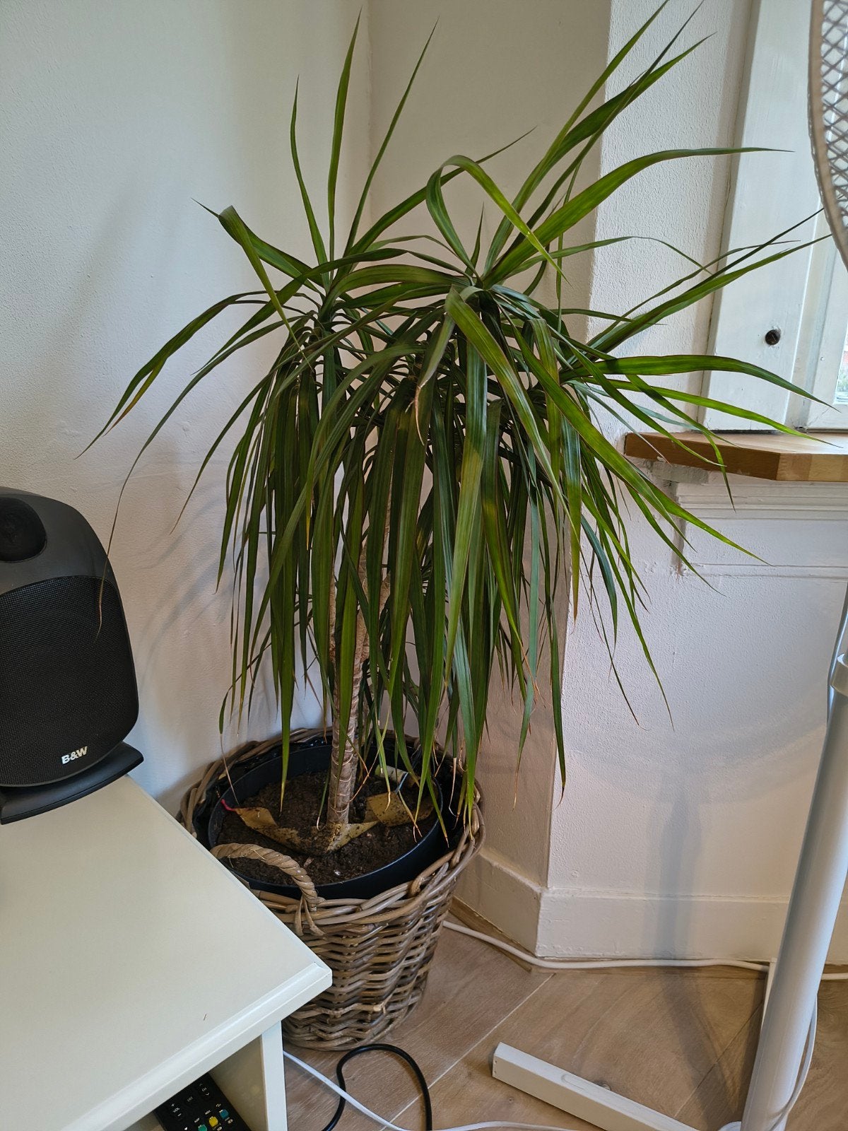 Grote Dracaena Marginata in rieten pot, Ophalen, 100 tot 150 cm, Overige soorten, Halfschaduw