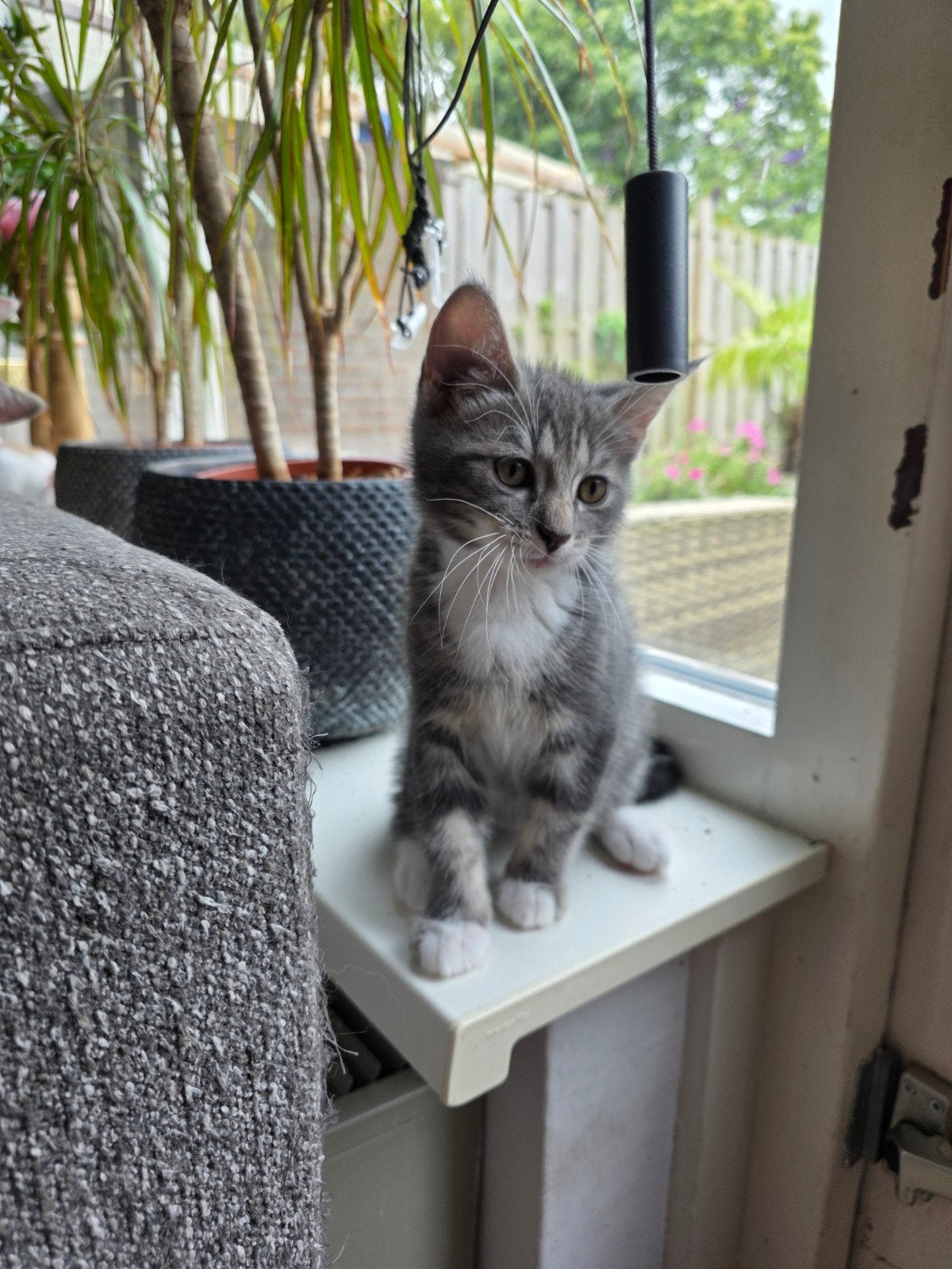 Mooi kittens 10 weken oud