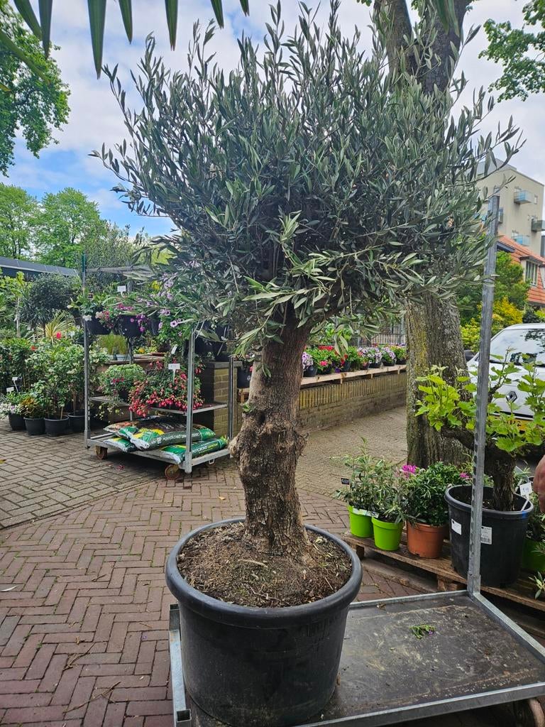 HEMELVAARTS ACTIE: Olijfbomen 99 euro, Tuin en Terras, Planten | Bomen, Ophalen of Verzenden