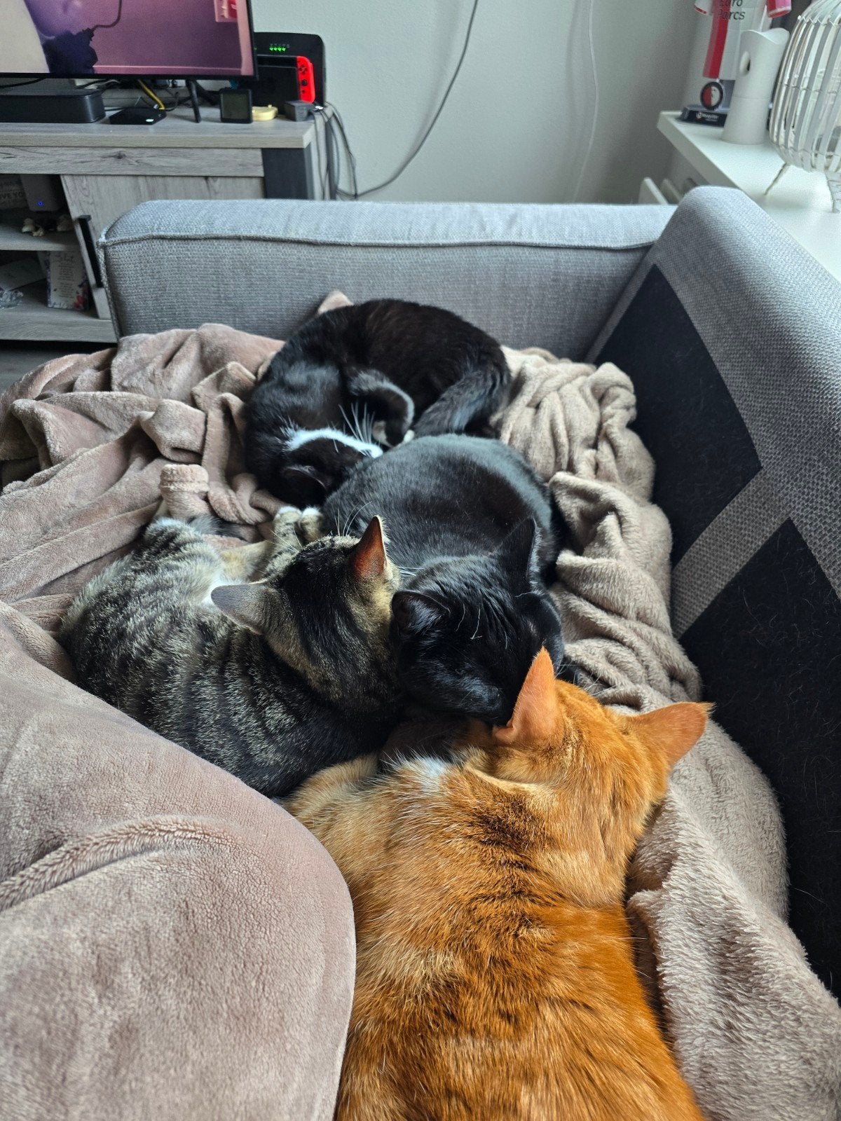 Katten, Dieren en Toebehoren, Pluimvee, Meerdere dieren, Overige soorten