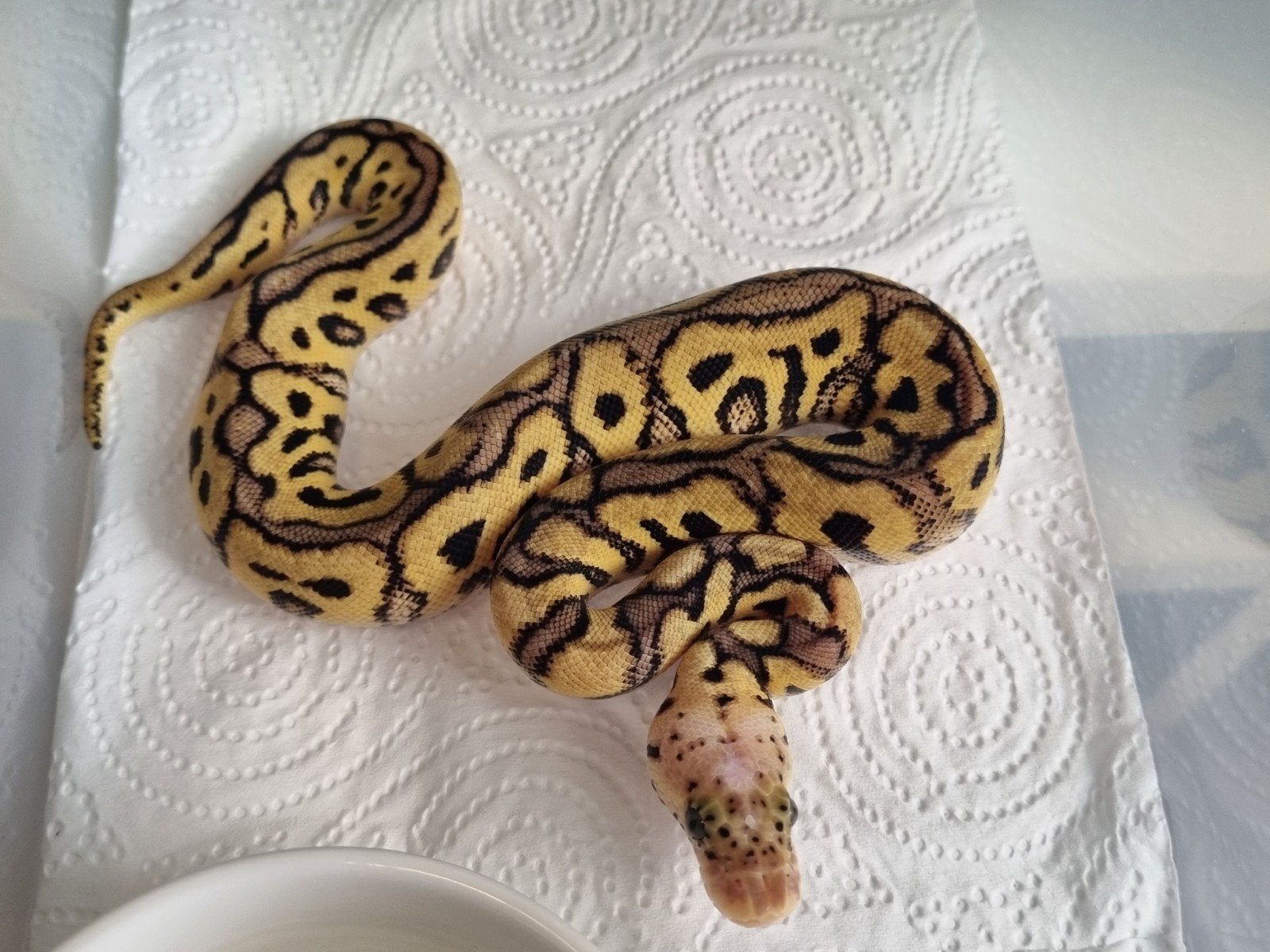 0.1 pastel spotnose clown koningspython python regius Ball Python - female for sale from Rocking Reptiles