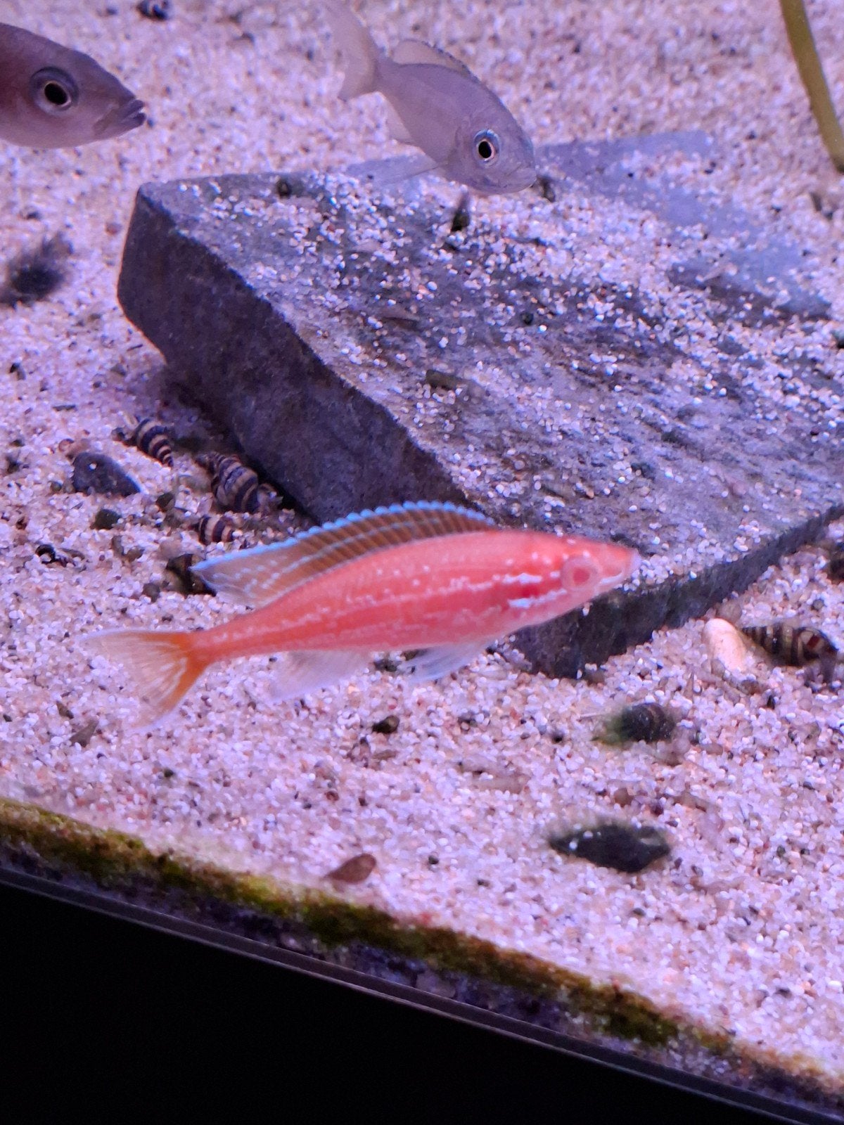 Paracyprichromis Nigripinnis blue neon, Zoetwatervis, Schoolvis
