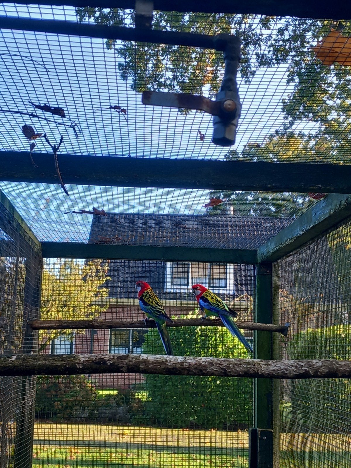 Tek: Rosella's Kweekkoppel uit de buitenvoliere, Dieren en Toebehoren