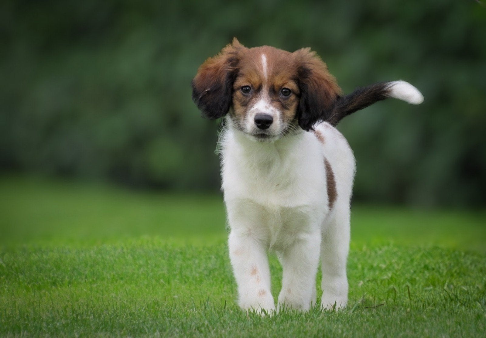 Vrolijk nestje Friese Stabij kruising pups mogen verhuizen, Parvo, Overige rassen, 8 tot 15 weken, Meerdere