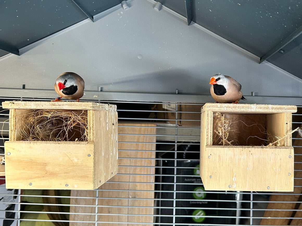 Spitsstaart koppel, Dieren en Toebehoren, Meerdere dieren, Tropenvogel, Geringd