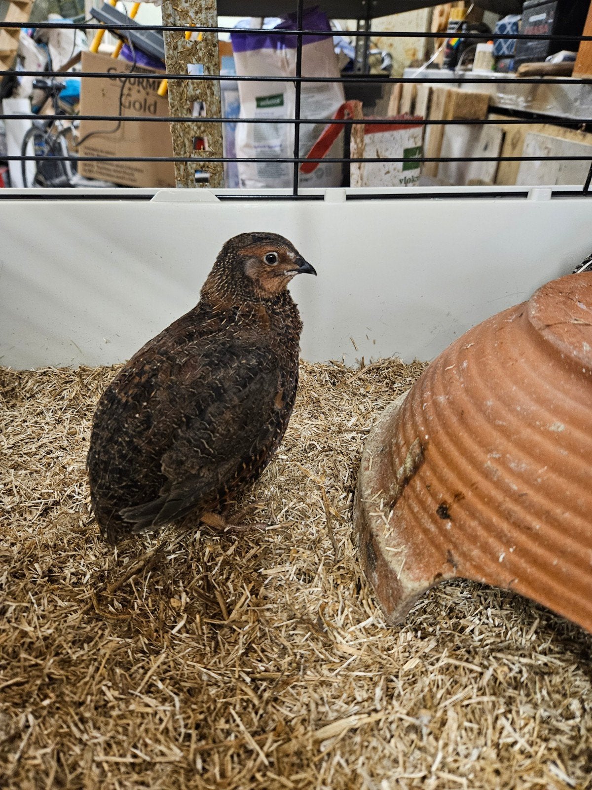 3 japanse kwartelhanen, Dieren en Toebehoren, Mannelijk