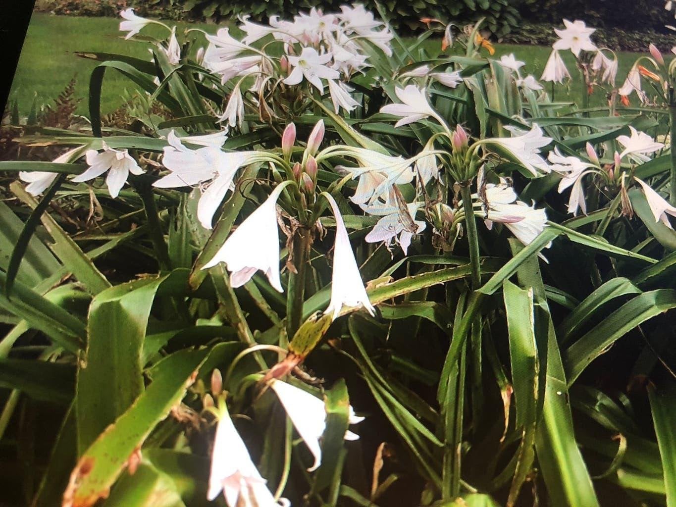 Tuin Amaryllis, Ophalen of Verzenden, Overige soorten, Volle zon