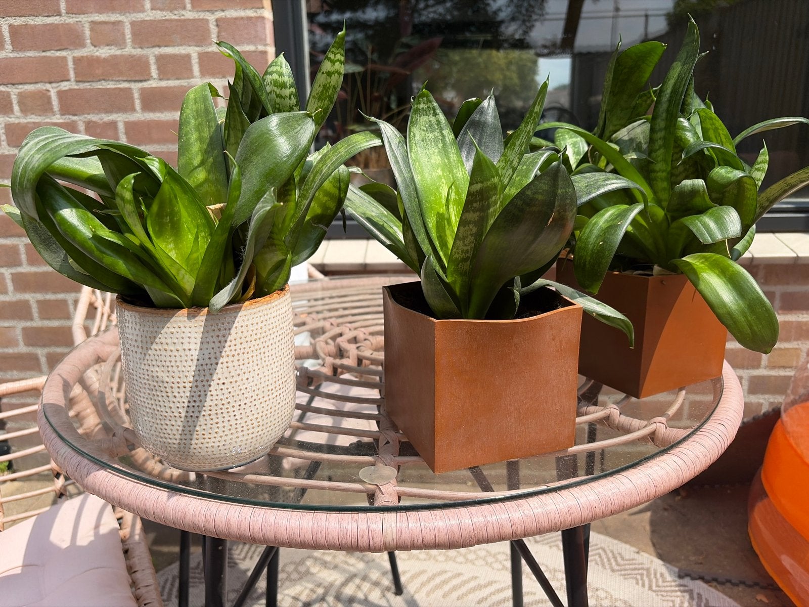 Drie Sanseveria's inclusief potten - Gratis af te halen, Huis en Inrichting, Kamerplanten, Groene kamerplant, Ophalen of Verzenden
