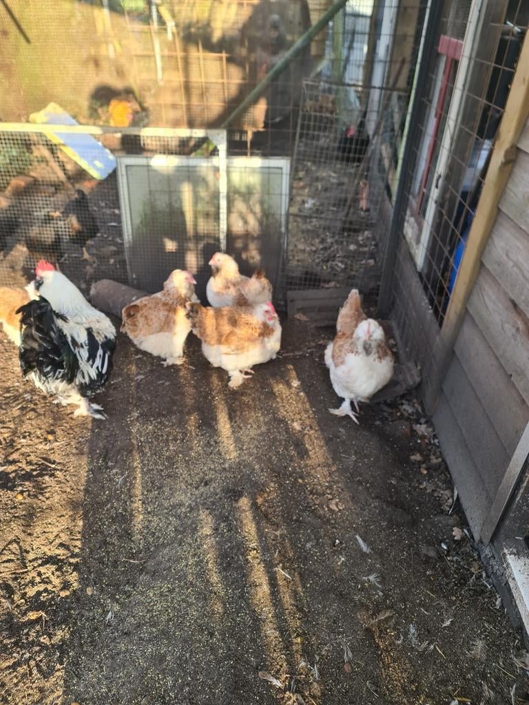 Broedeieren grote franse Faverolles, Dieren en Toebehoren, Pluimvee, Geslacht onbekend, Kip