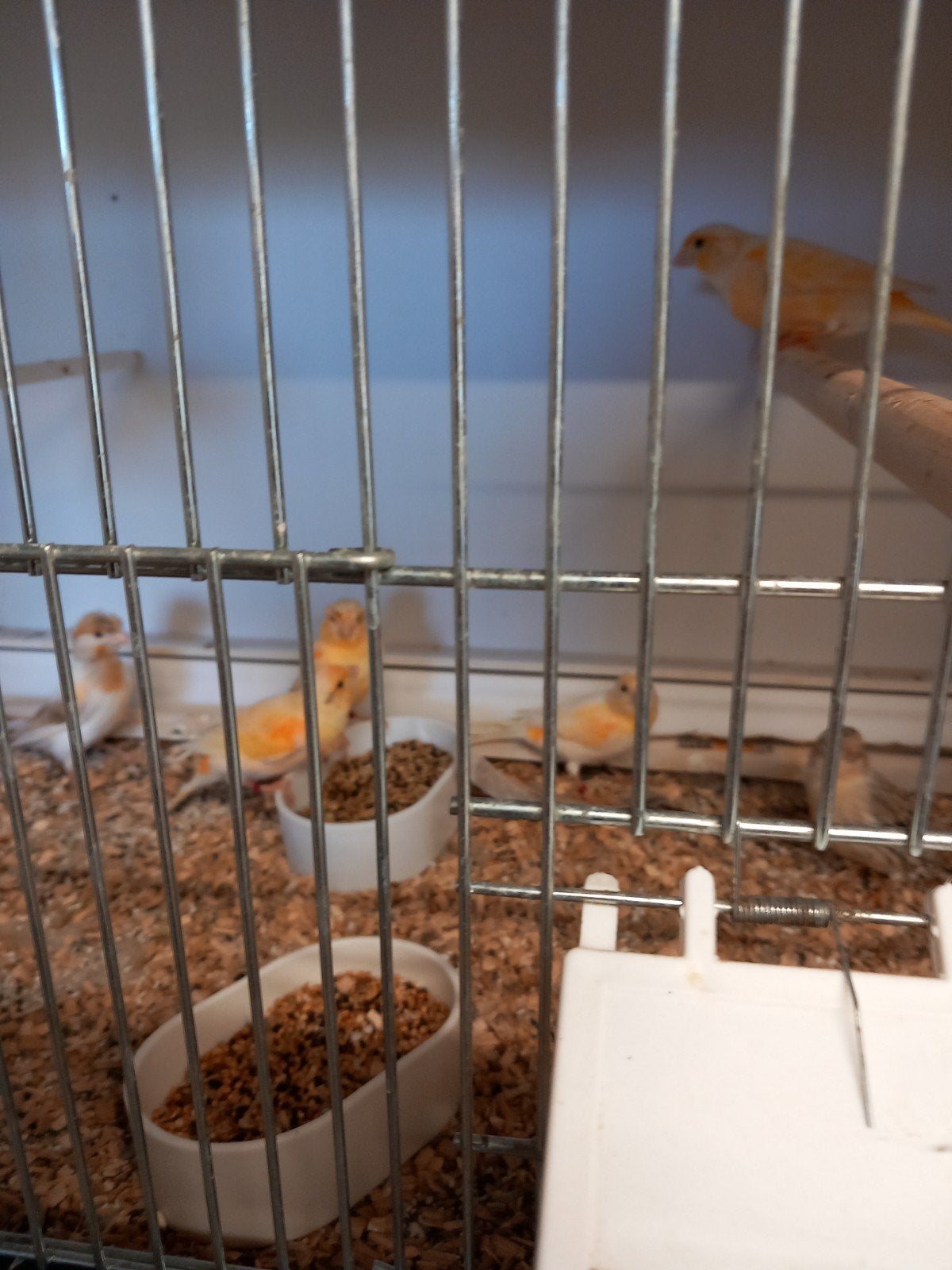 koppels kanaries vogel kooien, Dieren en Toebehoren, Vogels | Kanaries, Meerdere dieren, Kleurkanarie