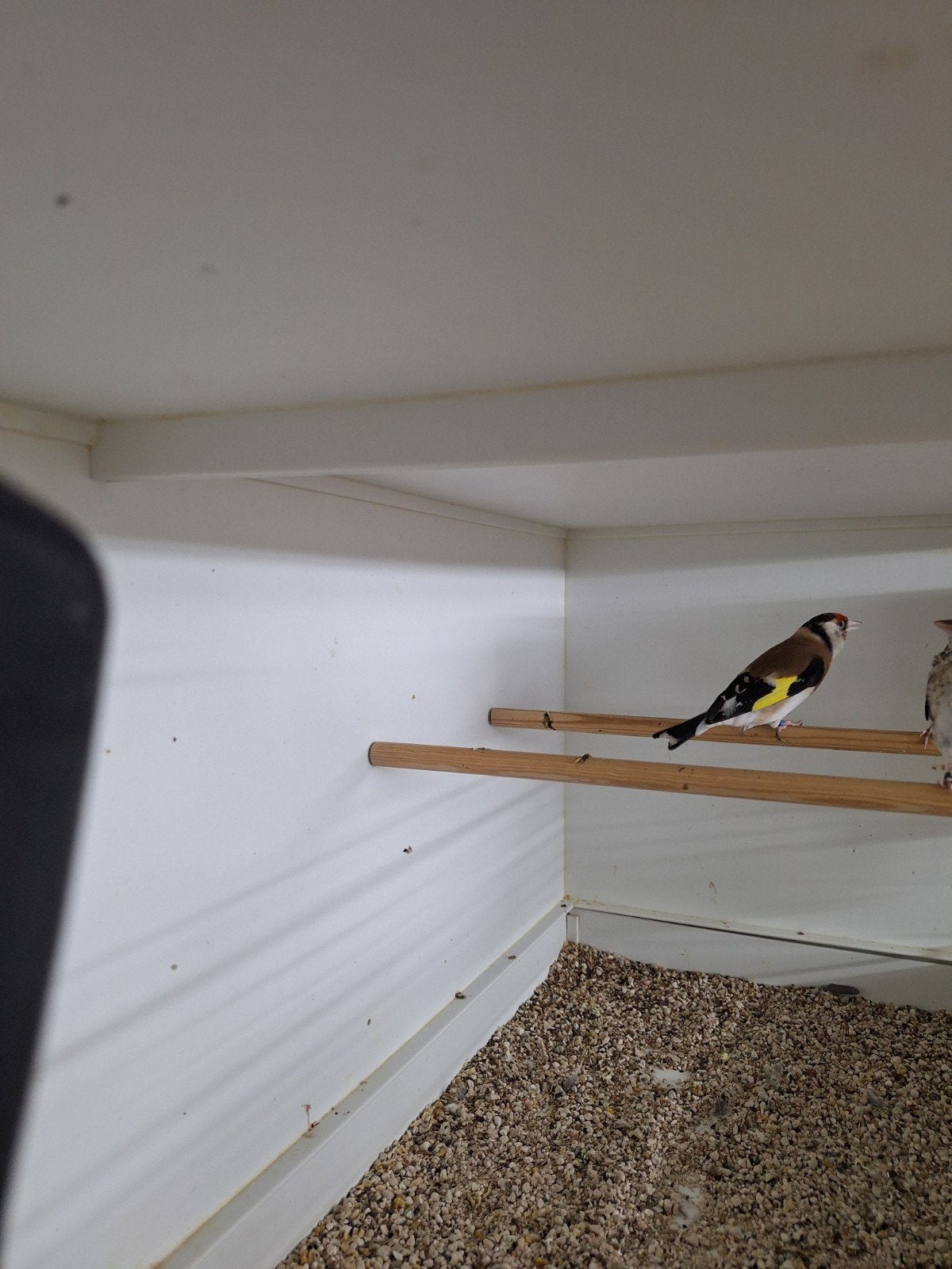 Majoor putter pop, Dieren en Toebehoren, Vogels | Overige Vogels, Vrouwelijk, Wildzangvogel