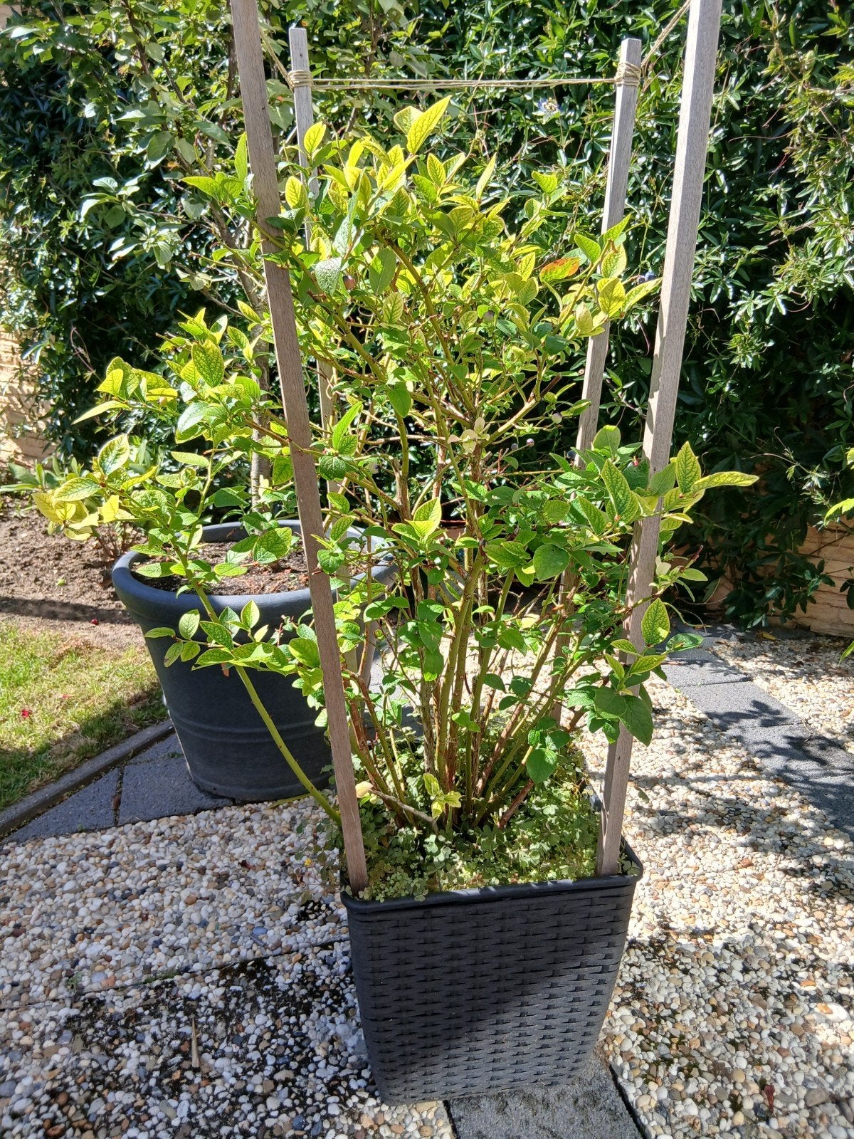 Te koop, blauwe bes in pot., Ophalen, Overige soorten