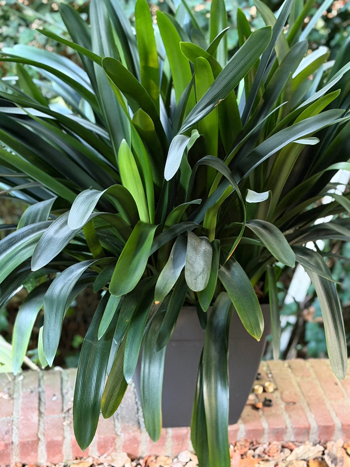 Grote volwassen Clivia – ca. 120 cm breed – incl plantenbak, Ophalen, Halfschaduw