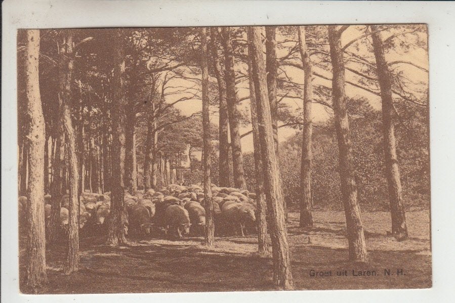 Laren, Schaapskudde, Ophalen of Verzenden, Voor 1920, Ongelopen, Noord-Holland