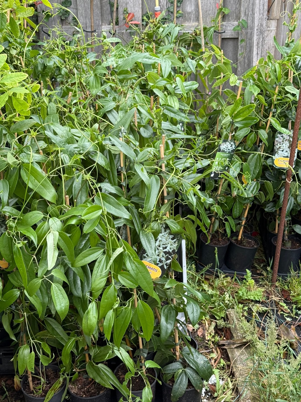 Groenblijvende  clematis div soorten extra lang stunt prijs, Ophalen, Overige soorten, Volle zon
