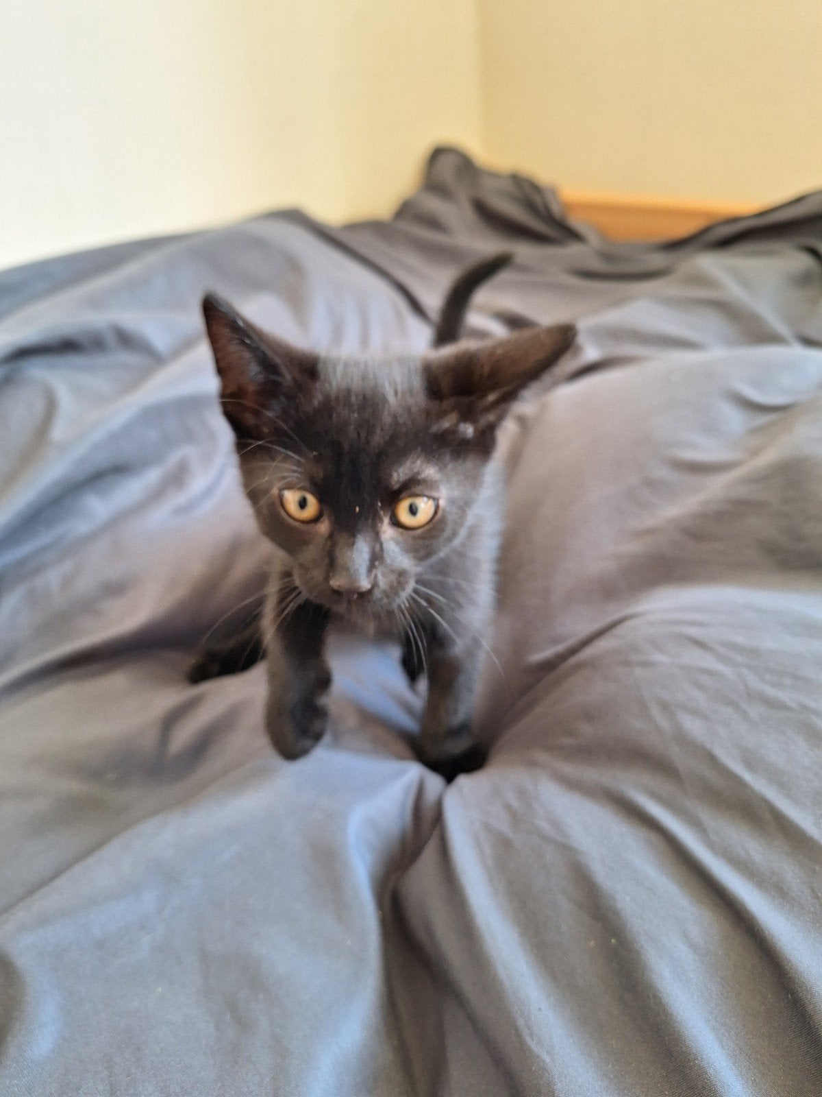 kitten lieve kater tam ontwormt, Dieren en Toebehoren, Poes
