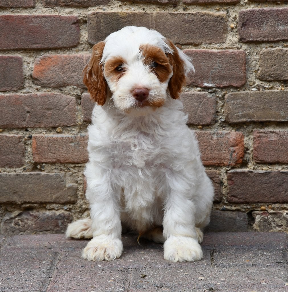 Mooie Australian Labradoodle pups uit geteste ouders, Dieren en Toebehoren, Nederland, CDV (hondenziekte), 8 tot 15 weken, Meerdere