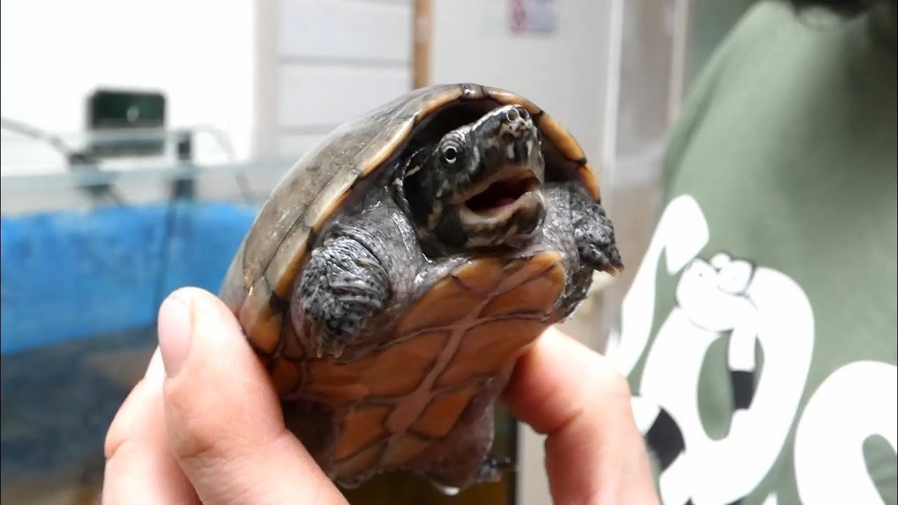 gratis muskus schildpad incl bak en filterpomp.