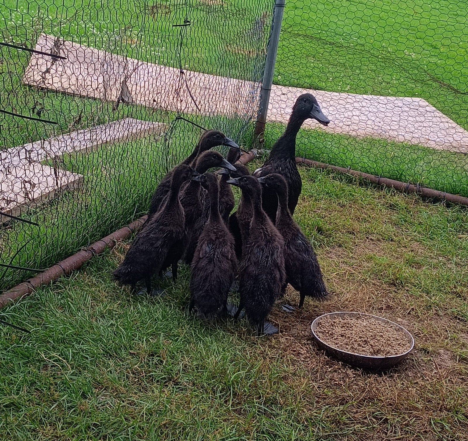 5 Zwarte Indische loopeenden kuikens 4 weken oud, Dieren en Toebehoren, Pluimvee, Geslacht onbekend, Eend