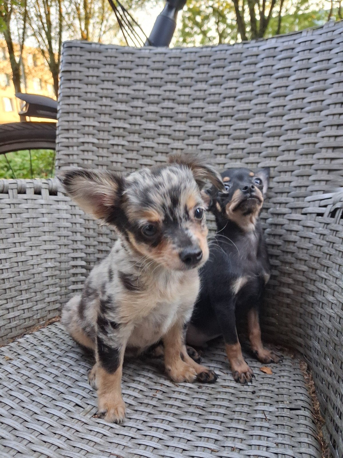 Mooie pups Black tan en blue merle, 8 tot 15 weken, Meerdere, Meerdere dieren, Chihuahua
