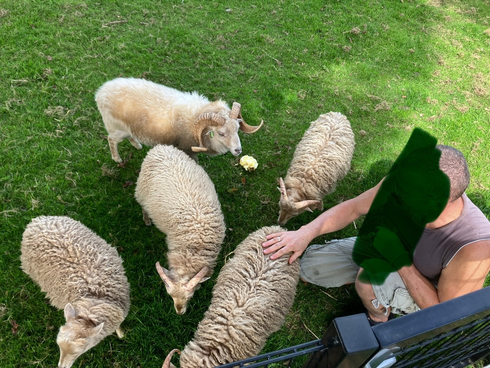 Ouessant handtamme super lieve rammen - mrt/apr 2026, Dieren en Toebehoren, Schapen, Geiten en Varkens, Meerdere dieren, Schaap
