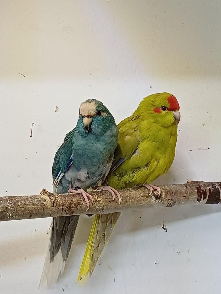 Kakarikis 2026, Meerdere dieren, Parkiet, Geringd