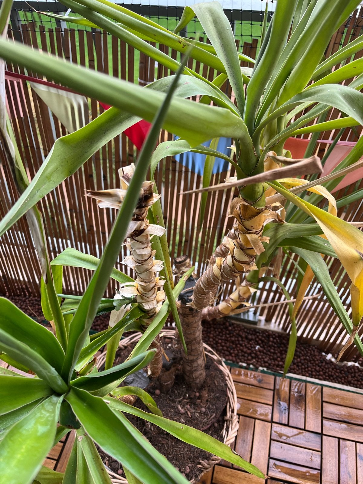 Grote, onverwoestbare Yucca palm (140 cm) incl. mand, Ophalen, 100 tot 150 cm, In pot, Yucca