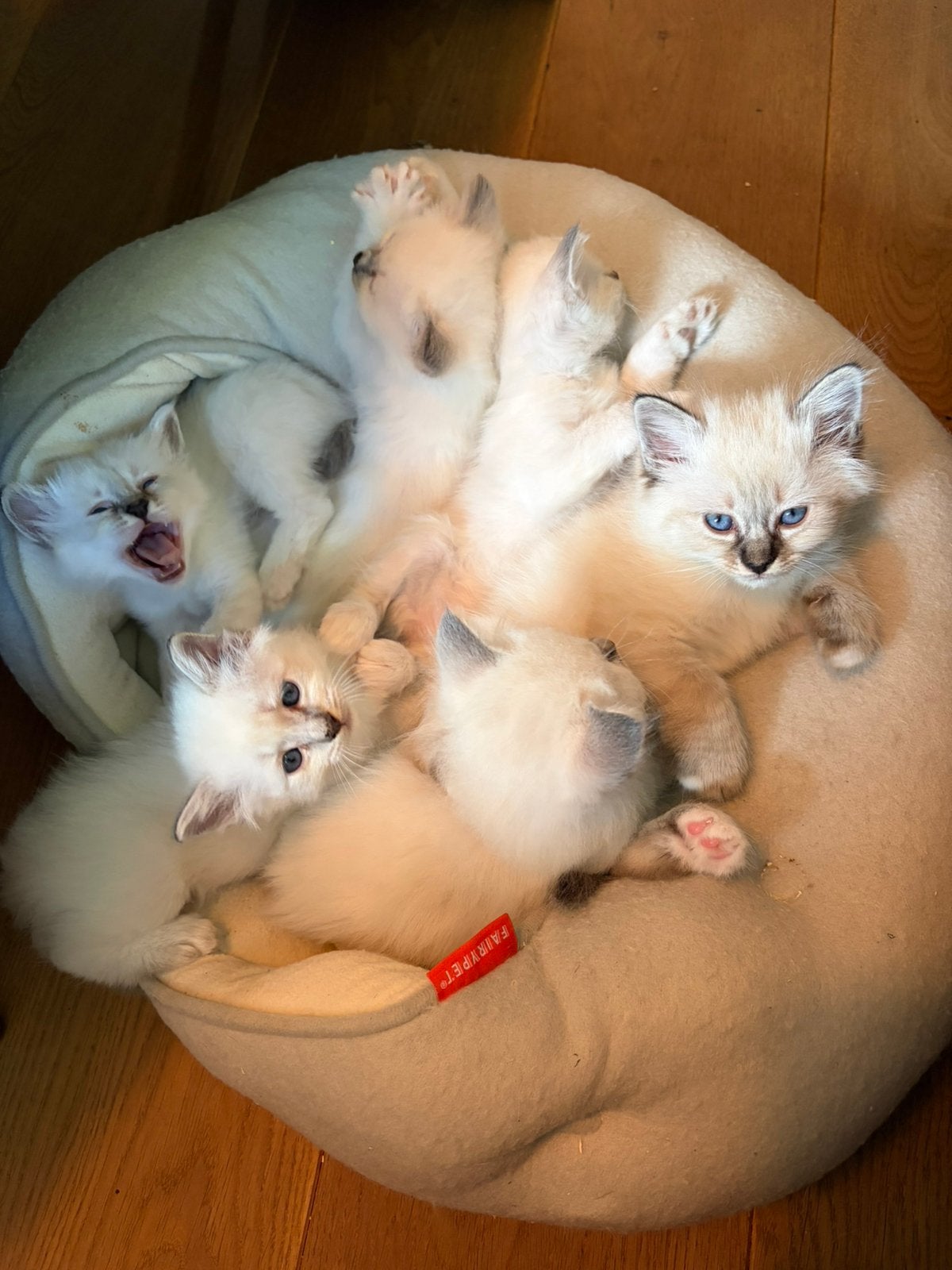 Heilige Birmaan (red-points en tabby-points) kittens, Meerdere dieren, Ontwormd, 0 tot 2 jaar