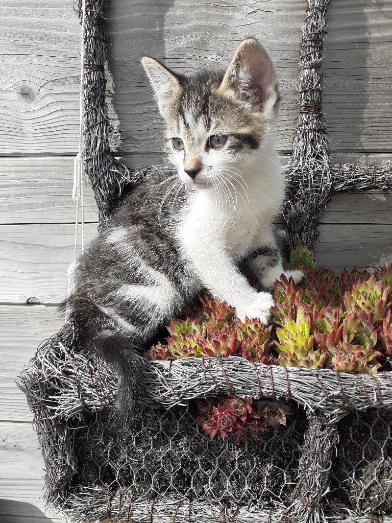 Prachtig lief katertje te koop, Dieren en Toebehoren, Kater, Kortharig, 0 tot 2 jaar