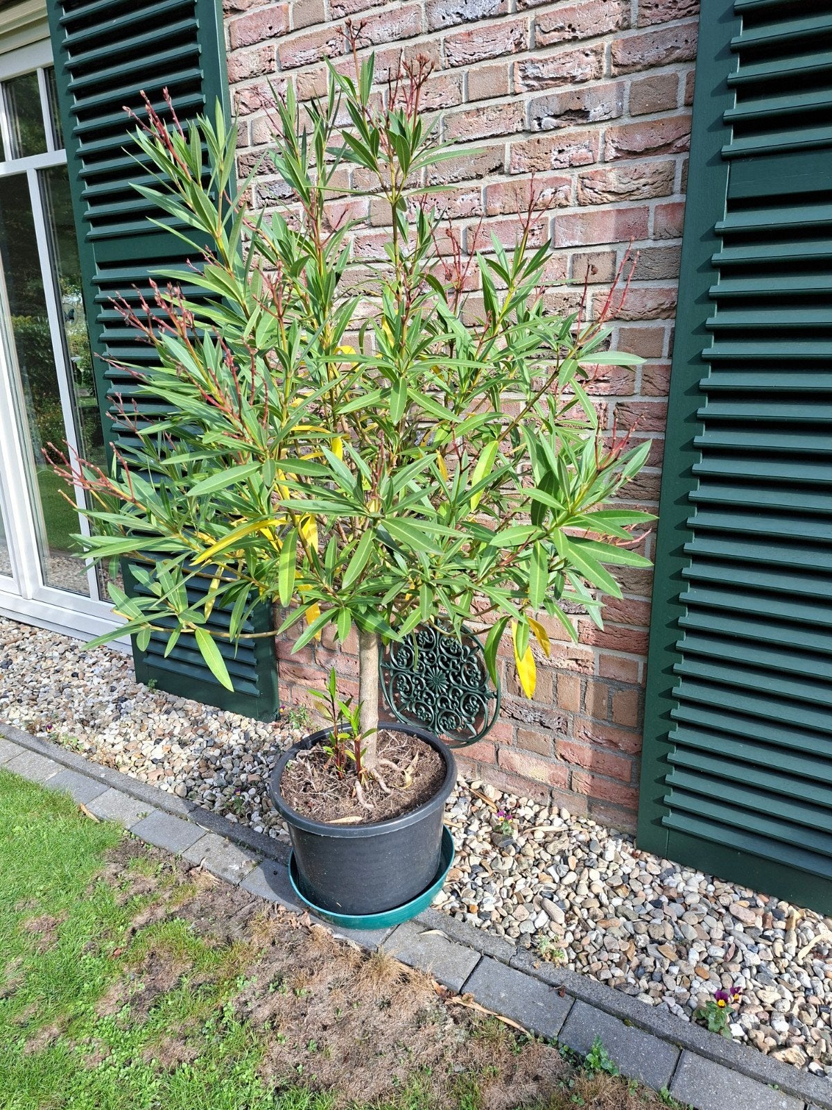 Mooie Oleander in pot - Ideaal voor terras of tuin, Tuin en Terras, Volle zon, Vaste plant, Zomer, Ophalen