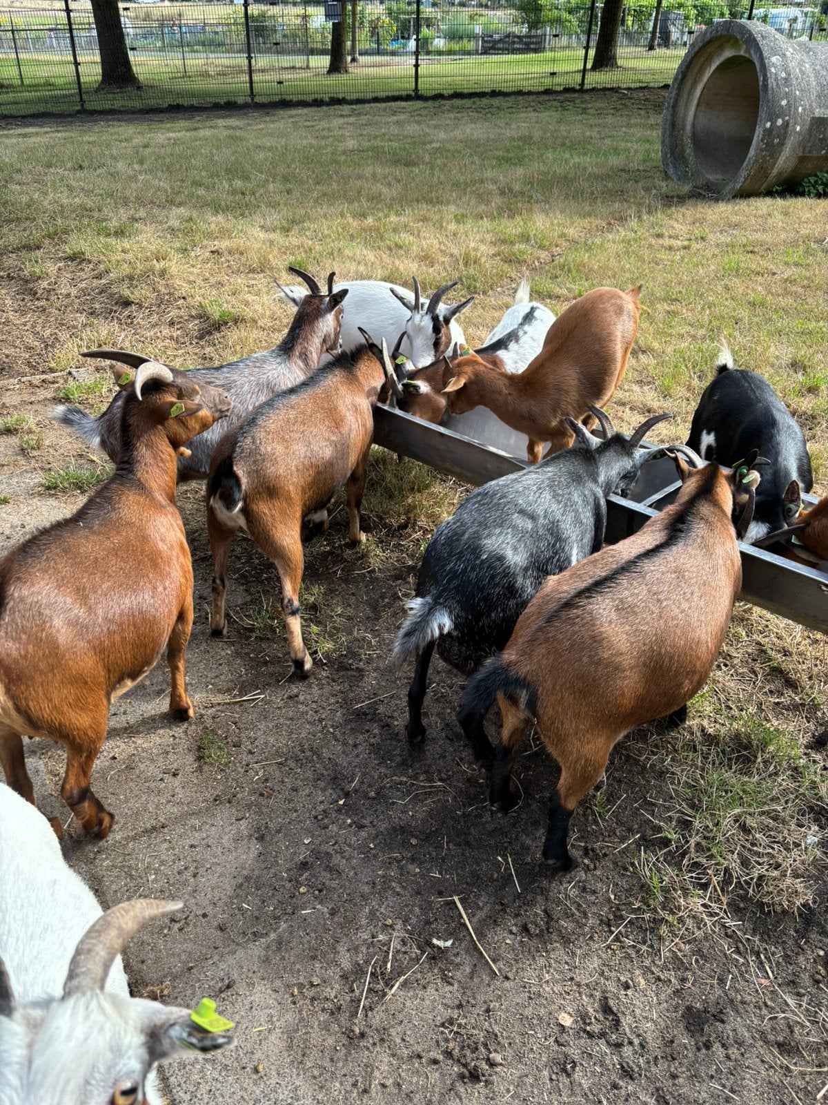Geiten te koop in diverse kleuren, Dieren en Toebehoren, Schapen, Geiten en Varkens, Vrouwelijk, Geit