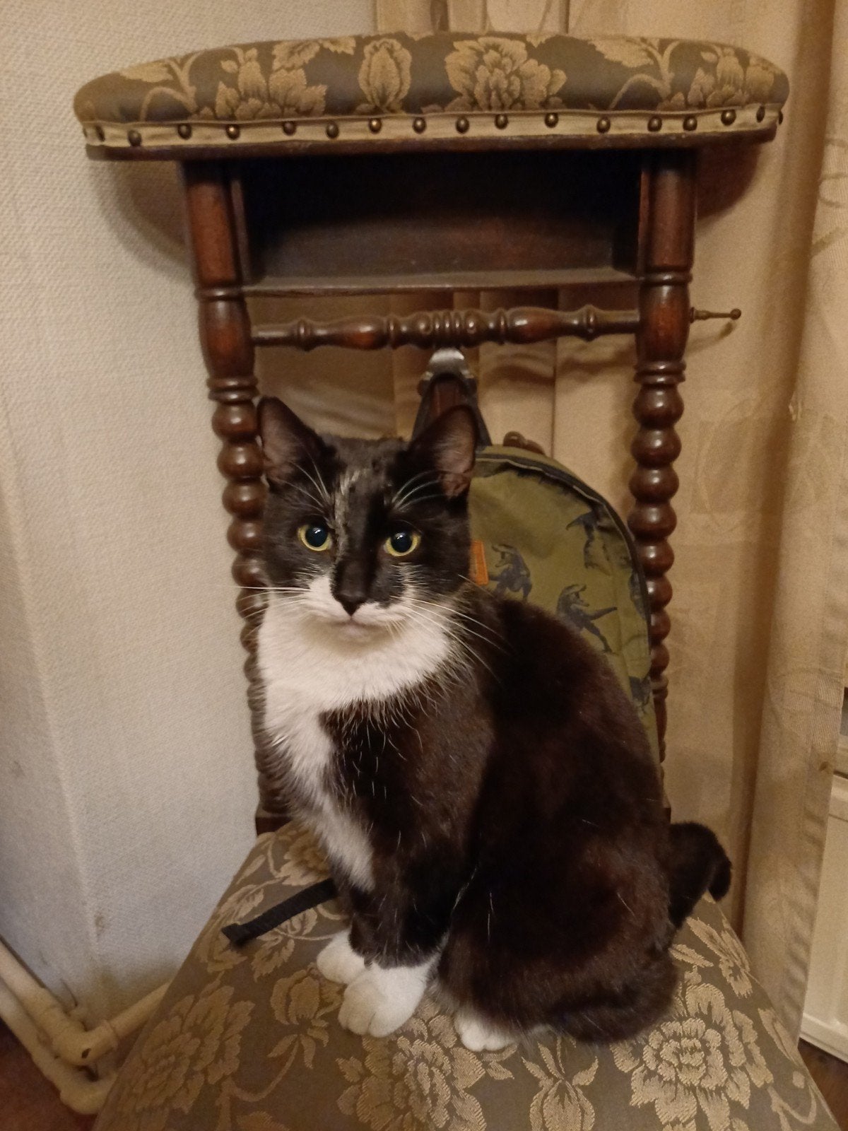 Katten, Dieren en Toebehoren, Katten en Kittens | Overige Katten