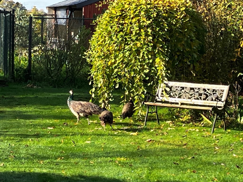 Pauwen (2 hanen/1 hen/2 kuikens), Dieren en Toebehoren, Pluimvee, Meerdere dieren, Overige soorten
