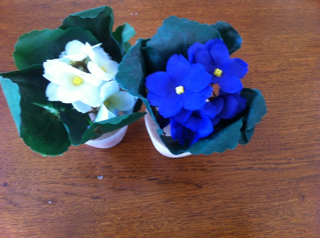 Zijde "Kaaps Viooltje" Blauw en/of Wit Nieuw, Ophalen of Verzenden, Halfschaduw, Minder dan 100 cm