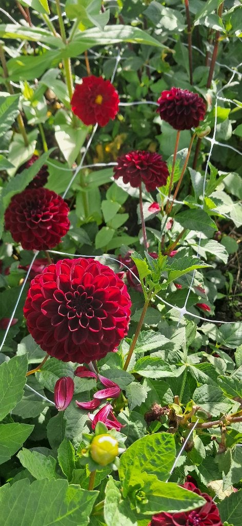 Diverse soorten dahlia knollen te koop, Ophalen of Verzenden, Voorjaar, Volle zon, Knol