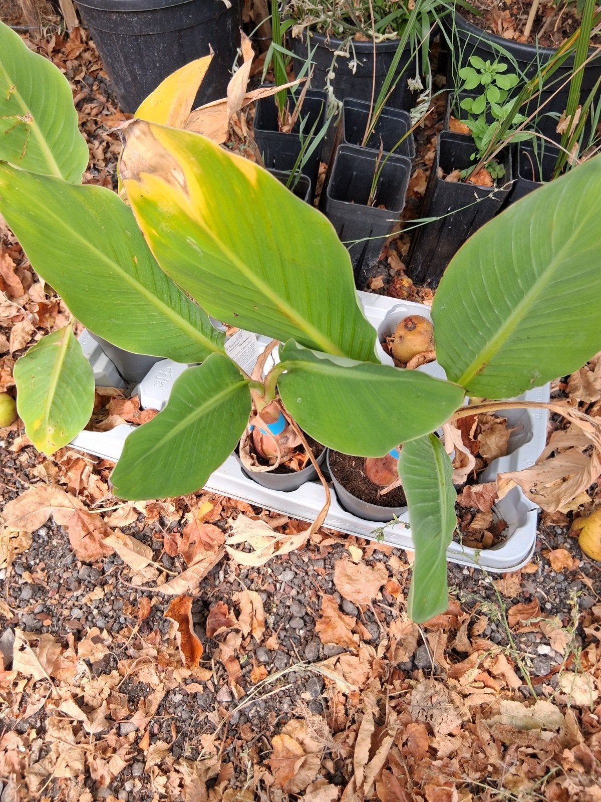 Laaste st lotus banaan, Ophalen of Verzenden, Overige soorten, Volle zon