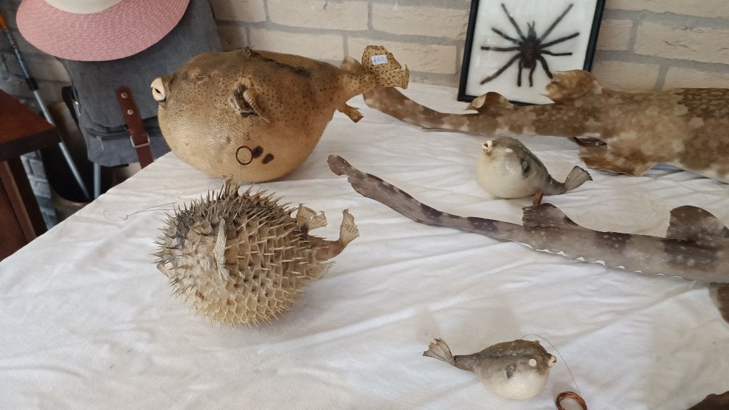 KOGELVIS OPGEZET  25 EURO, Verzamelen, Ophalen of Verzenden, Zo goed als nieuw, Wild dier, Opgezet dier