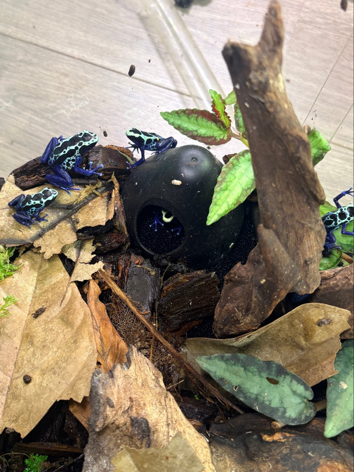 Nakweek gifkikkers D. T. Sipaliwni Blue Frog photo 2