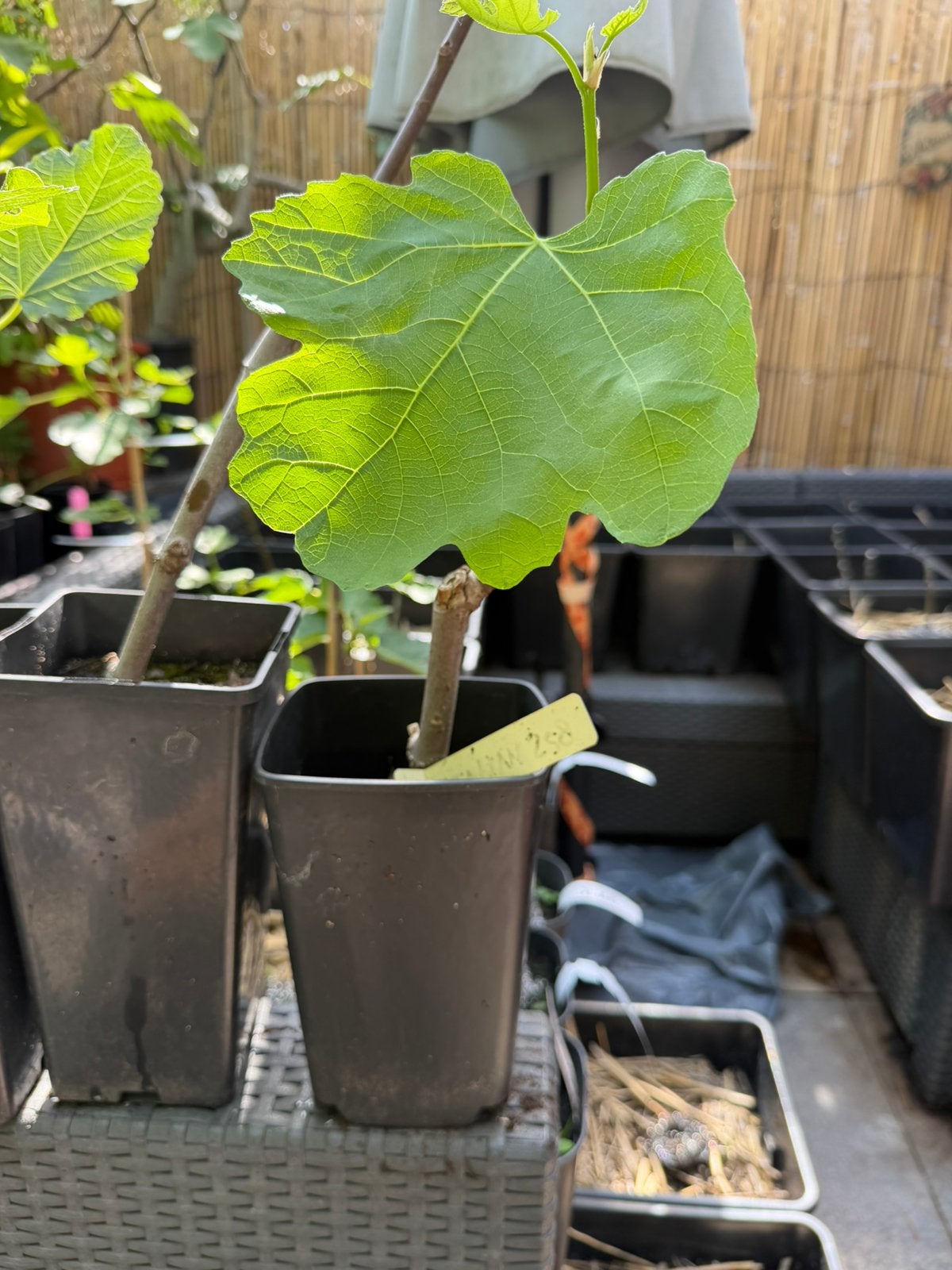 Vijgenboom Italian 258 zwarte italiaanse vijg, Minder dan 100 cm, Lente, Volle zon, In pot