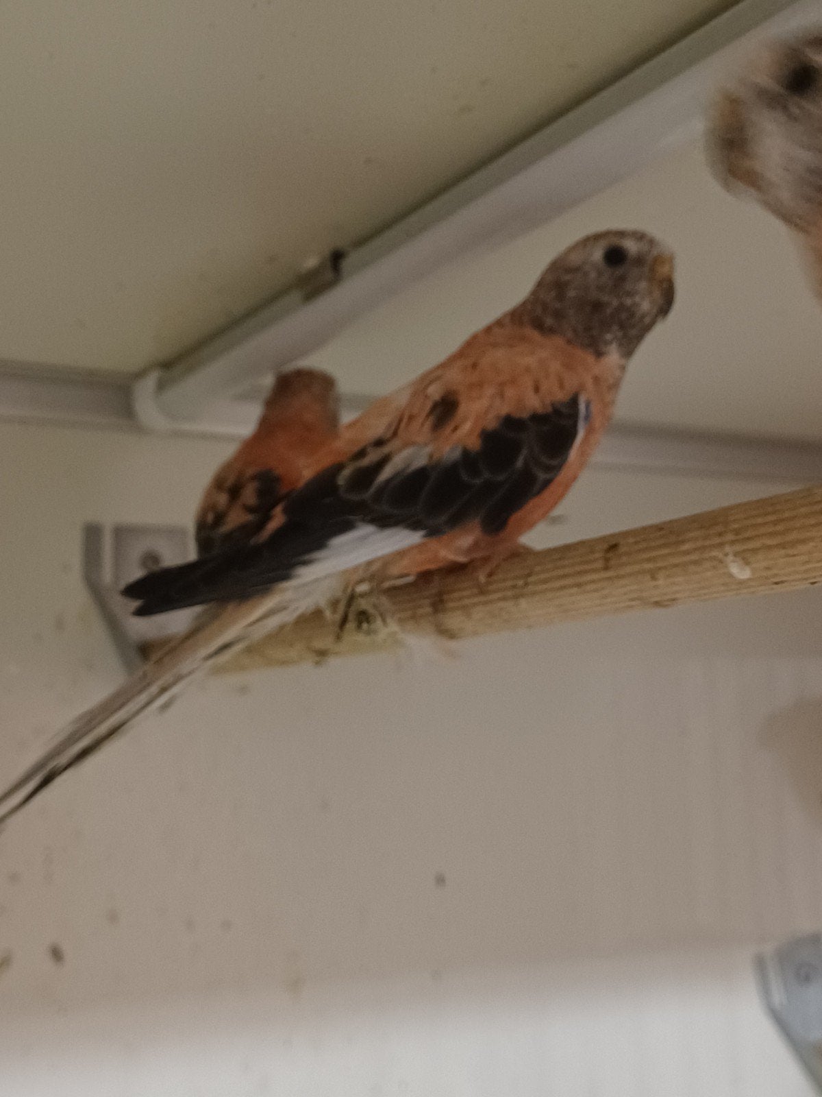 Diverse Bourkes Parkieten, Dieren en Toebehoren, Vogels | Parkieten en Papegaaien, Meerdere dieren, Parkiet